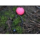 MIVARDI - Rapid Pop Up Reflex - Monster Crab (70 g | 18 mm)